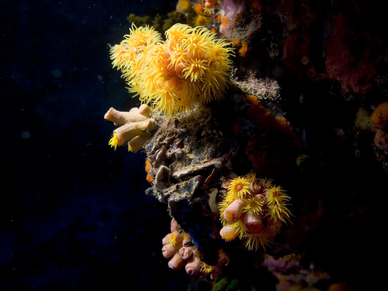 Polyp, Southwest Pinnacle